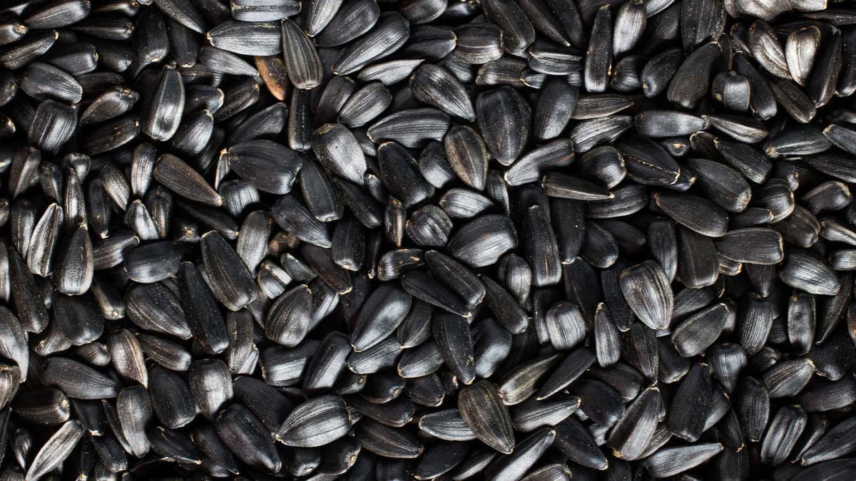 Ayçiçeği Tohumu