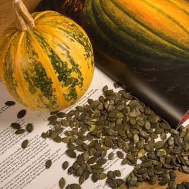 Kabak Tohumu