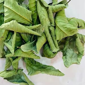 Kuru Bütün Guava Yaprakları