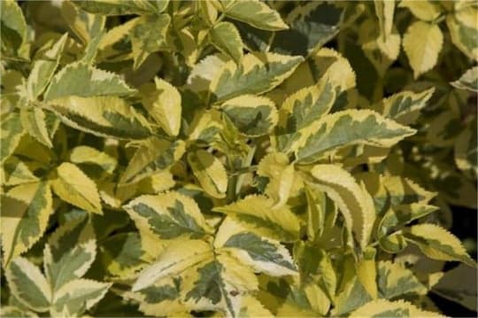 Kuru Bütün Mürver Yaprakları