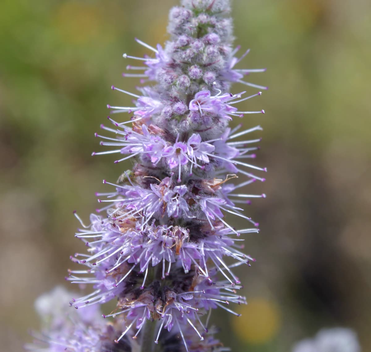 Kuru Mentha Longifolia