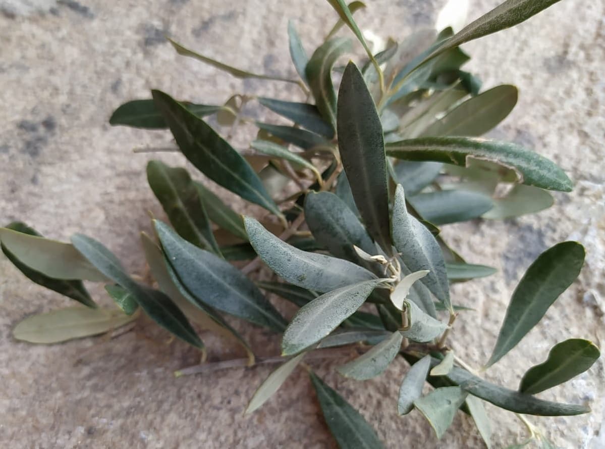 Kuru Zeytin Yaprakları