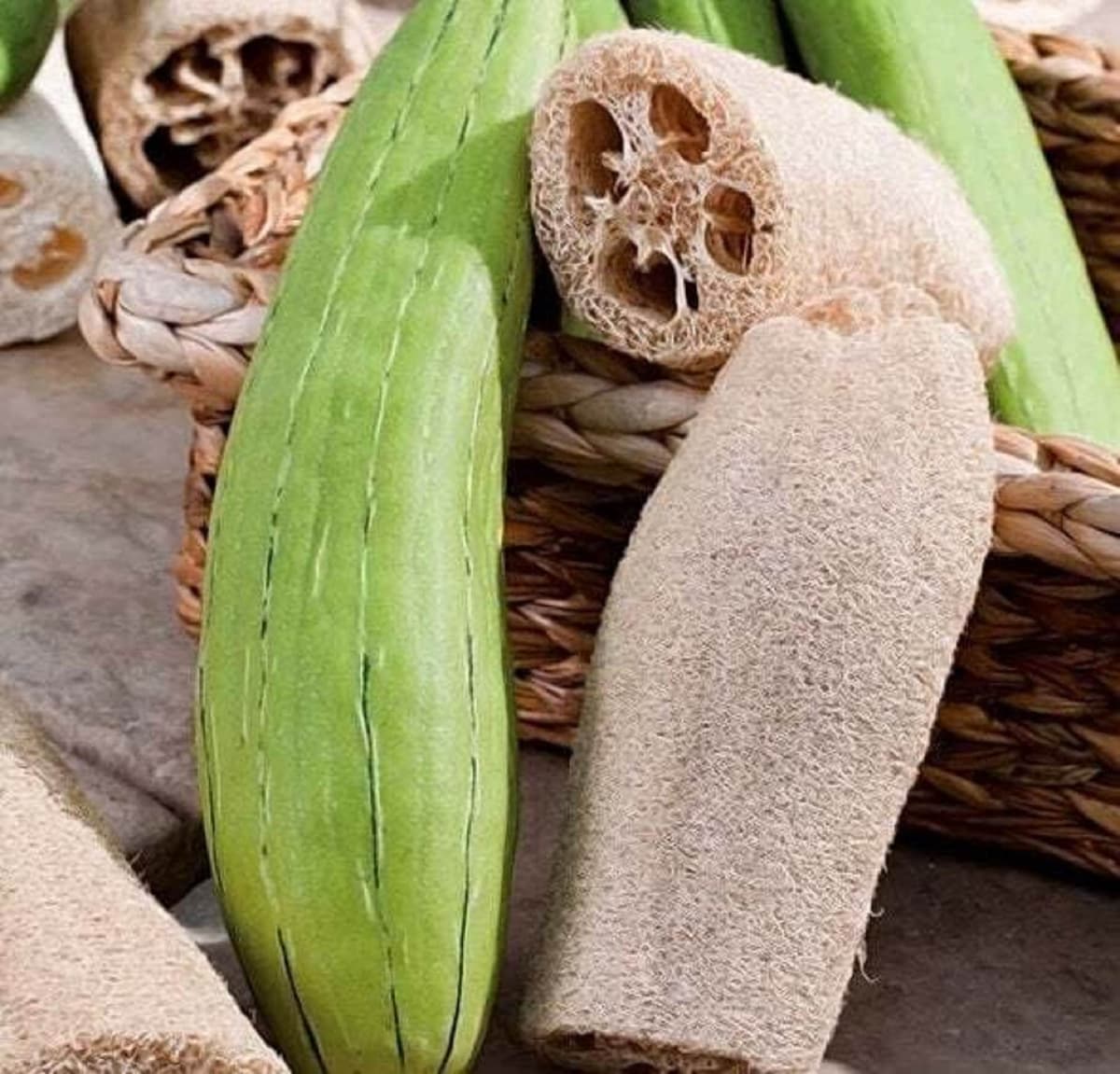 Luffa Aegyptiaca