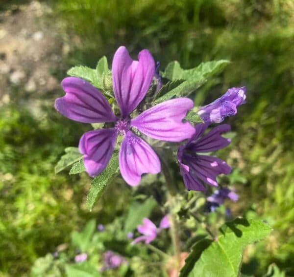 Yahudi Ebegümeci Tohumu
